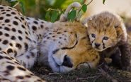 Gepard