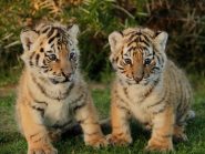 Tigar